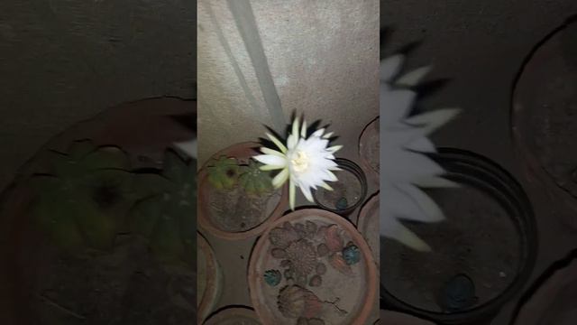 Echinopsis Subdenudata bloom #cacti
