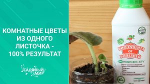 Всего один листочек  -  весь дом в цветах! Как просто и быстро размножить комнатные цветы.