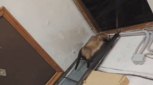 Кошка спускается по лестнице
