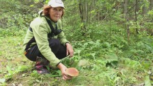 Пошли в лес за белыми грибами. Наслаждаюсь природой и запахами леса.
#рыбачка #рыбалка #за грибами