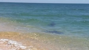 Дельфины подарили рыбу. Крым. Заповедник Опук.