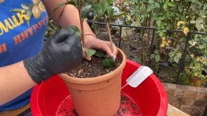 Червяки в горшке с лимоном