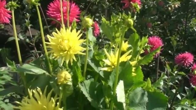 Георгины Какие они бывают смотреть онлайн