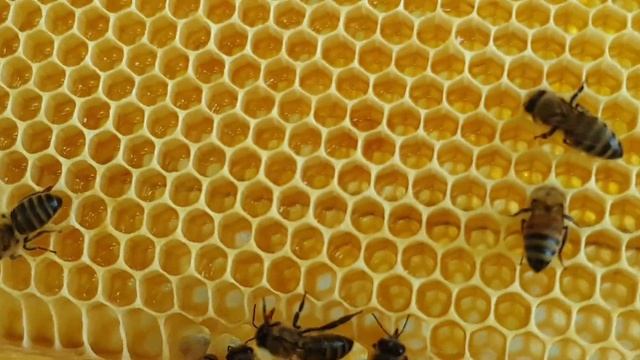 Что собирают пчелы в конце июля. Нектар клевера недоступен пчелам? смотреть онлайн