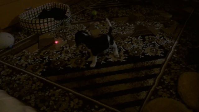 Бигль Партик. Второй день: Не хочу спать!) смотреть онлайн