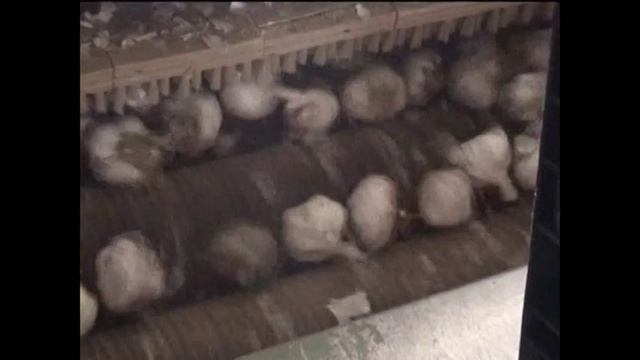 JJBroch - Шелушильный очистительнй стол для чеснока. смотреть онлайн