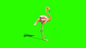 Фламинго Flamingo
