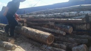 Husqvarna.Бензопила Хускварна 353 в работе."продолжение"