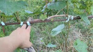 Цитрон Магарача. Волинь 2022р.