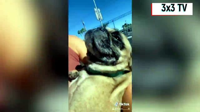 Приколы с домашними животными смотреть онлайн