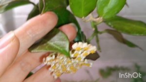 цветение в августе