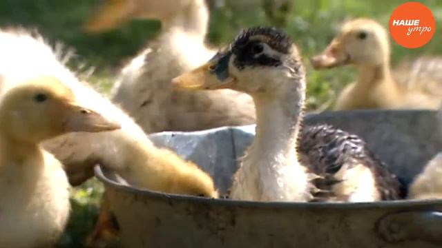 О счастливой семье Брайчун смотреть онлайн