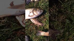 Рыбалка в Майкопе,Адыгея.(1)