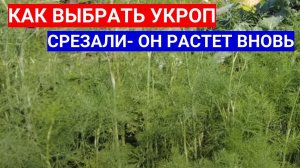 ОДИН РАЗ ПОСЕЯЛИ ЭТОТ УКРОП -  ТЕПЕРЬ ЗАМУЧИЛИСЬ СОБИРАТЬ УРОЖАЙ. ПОВТОРНО СРЕЗОЧНЫЕ СОРТА УКРОПА