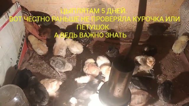 КУРОЧКА ИЛИ ПЕТУШОК/отличие/уже 10 дней цыпляткам