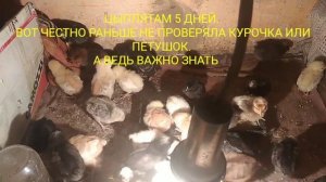 КУРОЧКА ИЛИ ПЕТУШОК/отличие/уже 10 дней цыпляткам