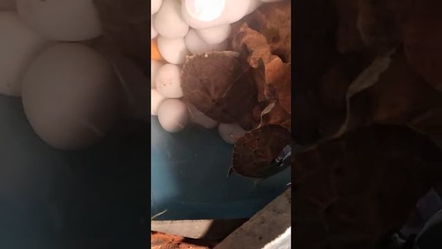 Turtles tank Set-up