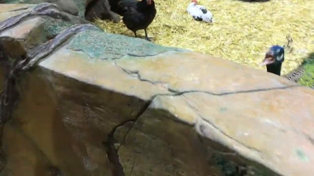 Игоромир часть 2 и контактный зоопарк смотреть онлайн