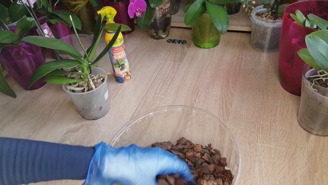 Посадка орхидеи в закрытую систему. Как и чем помочь быстрее адаптироваться и пойти в рост смотреть онлайн