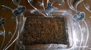 Рыжики. Микрозелень.