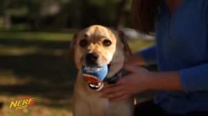 Боннифаций - Хит сезона! Игрушка бластер Nerf Dog подарит море эмоций вам и вашей собаке