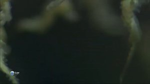 Как размножаются пузатые морские коньки (Hippocampus abdominalis) ?