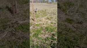 Электро пастух в работе