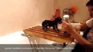 Как помыть щенка