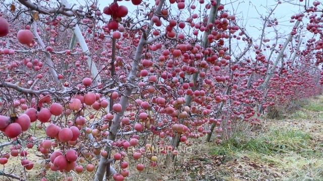PARECE FALSO Pero Así Luce El Paraíso De Las Manzanas 🍎 смотреть онлайн