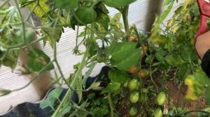 Все не слава Богу!((( Появилась плесень на помидорах!