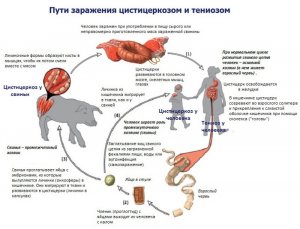 свиной цепень - цикл и примеры