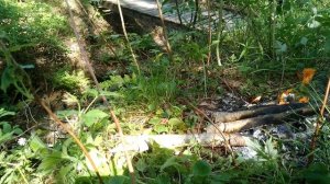 ЗВУКИ ПРИРОДЫ