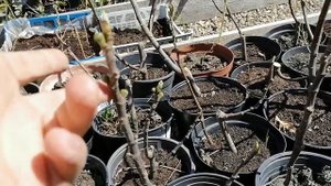 Мой морозостойкий Инжир