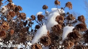 19 февраля народный праздник День Вукола. Что нельзя делать. Народные традиции и приметы.