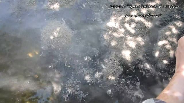 Лучшую натуральную подкормку для всех растений сделать очень просто!