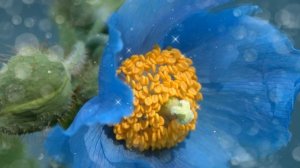 ГИМАЛАЙСКИЙ МАК (BLUE POPPY)