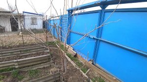 Как обрезать шелковицу (тутовник) трехлетку весной || Основные принципы формирования кроны в 2022