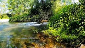 ?Дикая природа, Горный ручей, Пейзаж, Горная река (10 часов) Wonderful Relaxation study with me.