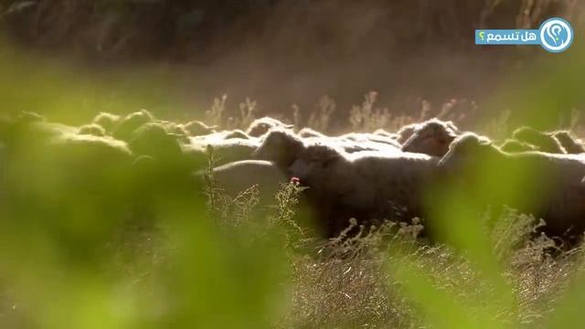 امراة يهوديه تستهزأ بعيد الأضحى أمام الالاف المسلمين .. انظر ماذا حدث لها معجزة كبيرة! سبحان الله ! смотреть онлайн