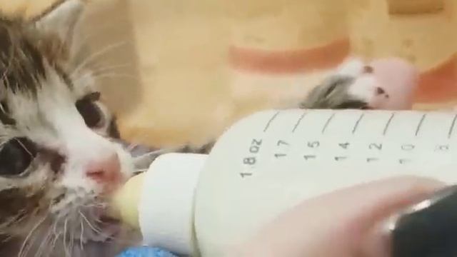 Спасенные новорожденные котята. Часть 1. смотреть онлайн