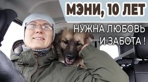 МЭНИ из приюта Щербинка, 10 лет,  ОЧЕНЬ НУЖЕН ДОМ и СТАРОСТЬ В ЛЮБВИ и ЗАБОТЕ, поможем репостами❗