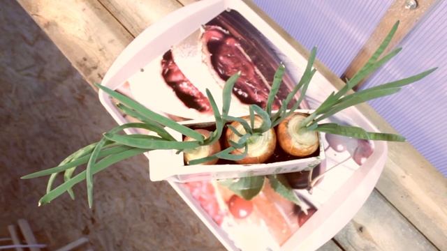 ЛУКОВОЕ ДЕЛО ЗАВЕРШЕНО! [лук перо на подоконнике, лук перо на гидропонике, лук на перо от а до я] смотреть онлайн