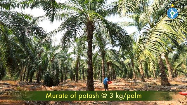 Oil Palm - The Golden Palm (in English)