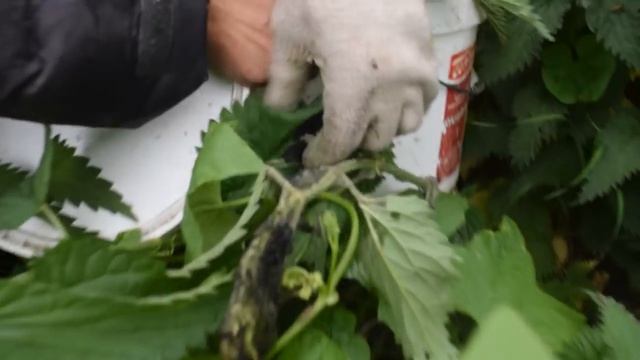 сбор и хранение крапивной гусеницы смотреть онлайн