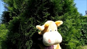 Ладушки.  Детские песни, потешки от поющей Коровы