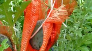 Арбузы и дыни на вертикальной грядке. Интересный способ выращивания