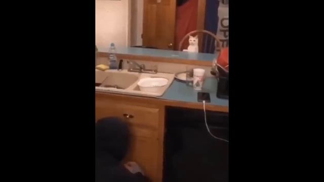 Приколы с котами! Самая смешная озвучка животных! Смешные коты и собаки!