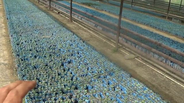 ЭТИМИ ПОДКОРМКАМИ МЫ ВЫРАЩИВАЕМ МИЛЛИОН ЦВЕТОВ ЗА СЕЗОН. Первые подкормки для рассады. ОТКРОЮ ДОСТУ