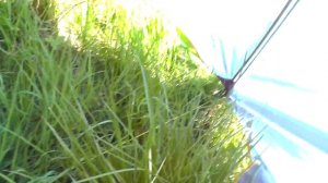 ? УСТАНОВКА ТЕНТА от двухслойной палатки без внутренней палатки