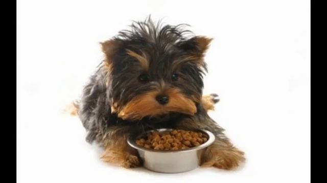 сух корма для собак смотреть онлайн